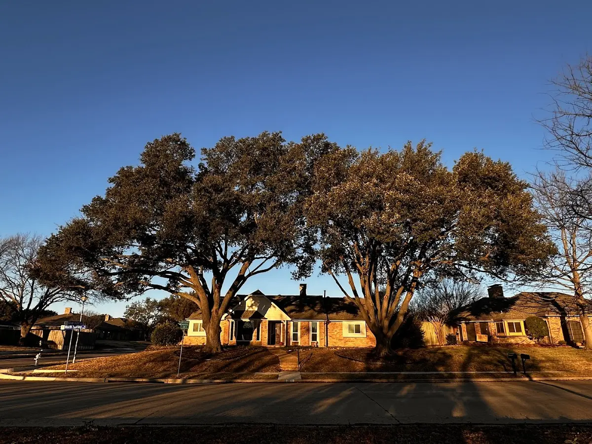 Established residential canopy tree shading a home in Hanson